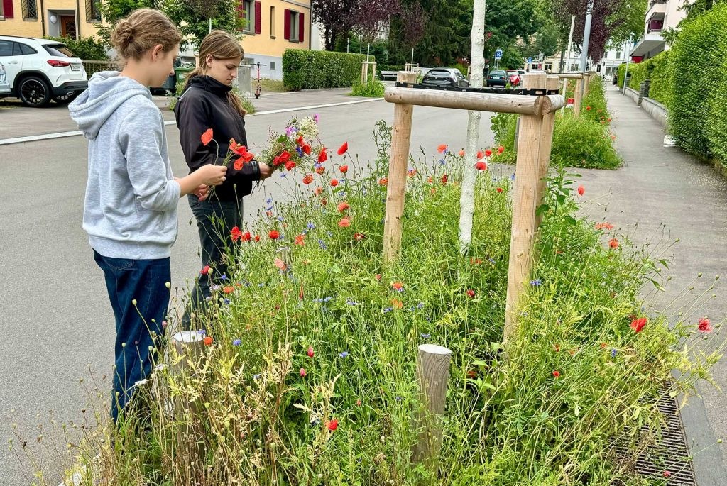Maggis Malven an der Bertastrasse (Foto Pete Mijnssen)