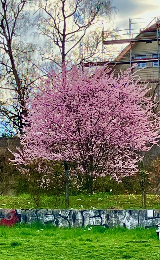 Wo steht dieser rosarote Baum? 