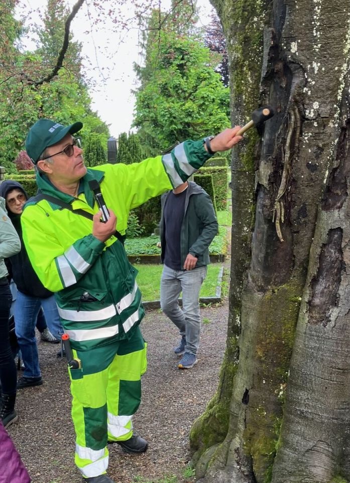Mit dem Gummihammer werden Hohlräume im Baumstamm entdeckt