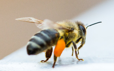 Bienen für Stadtkinder